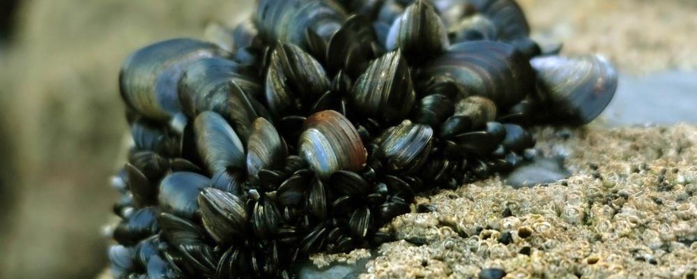 Blue mussels on a rock