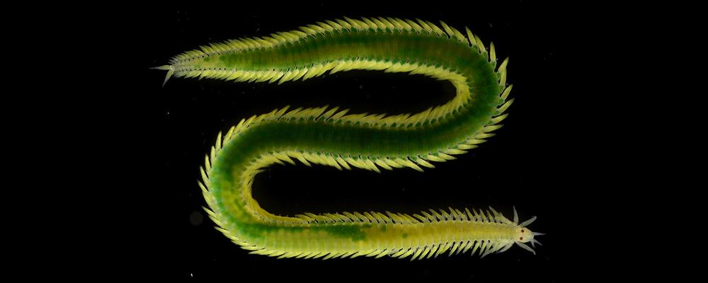 An emerald green bristle worm. 