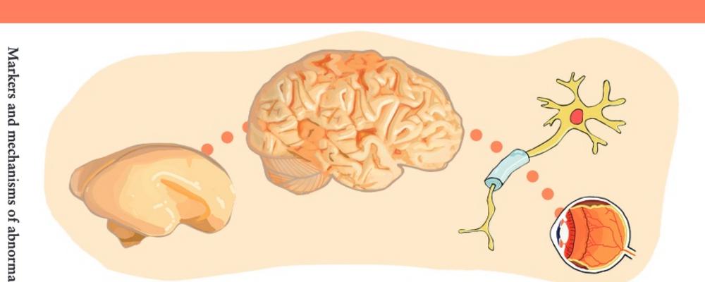 Cover illustration: Depicting a brain at 22 weeks gestation, a brain at full term (40 weeks gestation), a nerve cell and an eye with ROP.