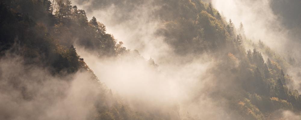 Bild på en barrskog med dimma över