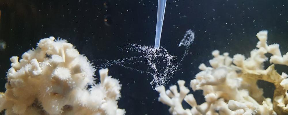 En polyp av ögonkorallen släpper ut ägg i vattnet som fångas upp i en pipett.