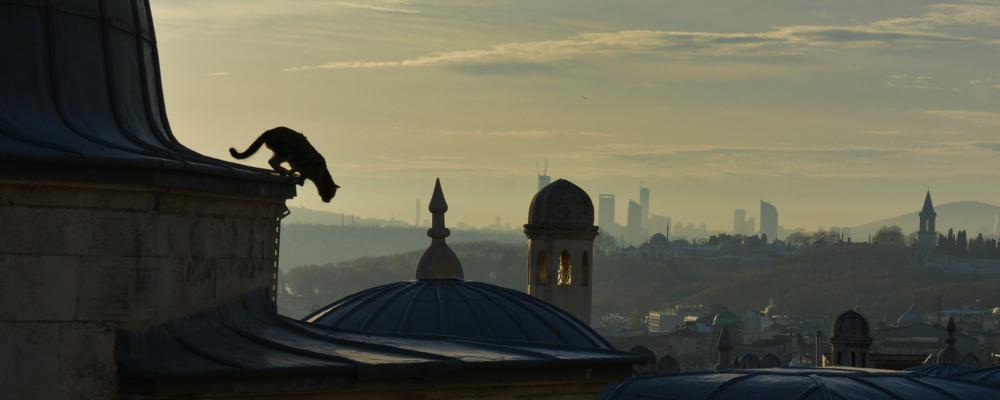 Katt i Istanbul i språng över hustak