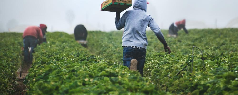 Migrant workers in strawberry field.