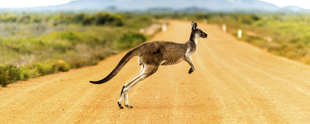 En känguru på en landsväg i Australien