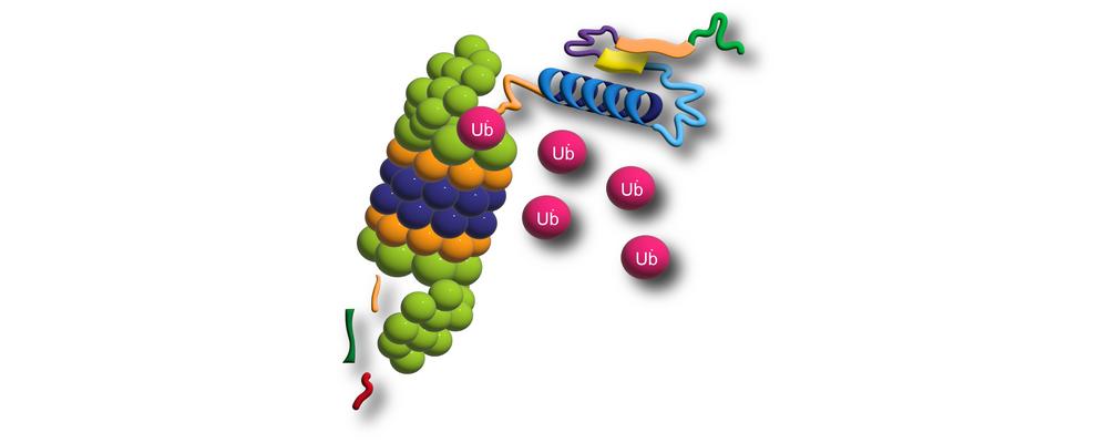Illustration of a proteasome