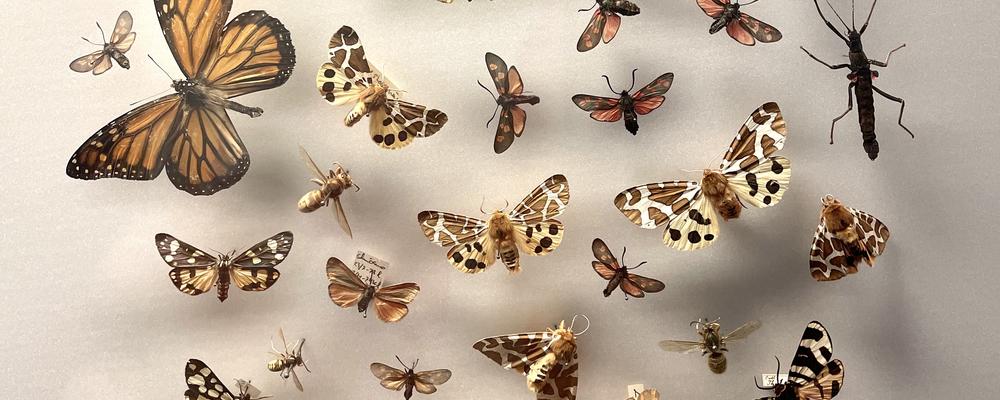 torkade fjärilar uppnålade på vägg