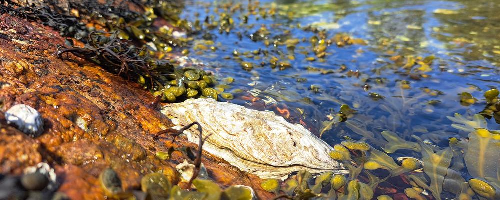 Picture of a pacific oyster in the coastline