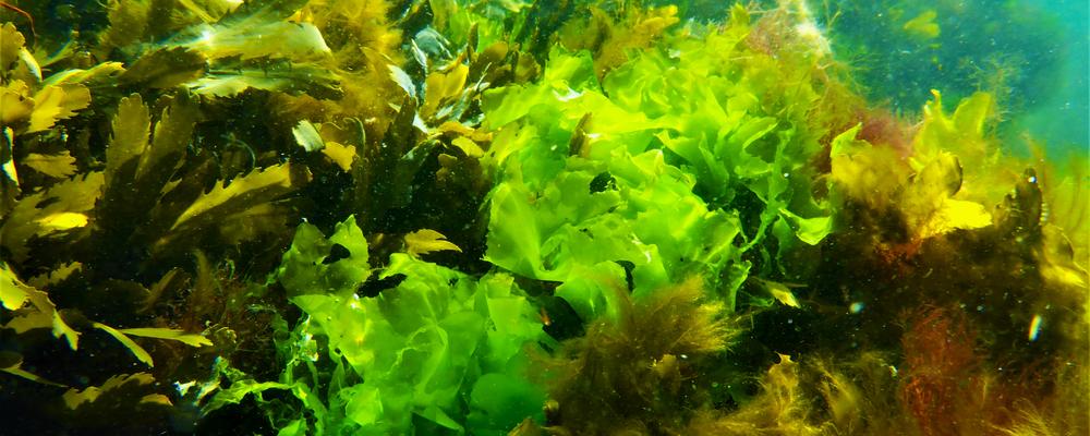 Undervattensbild på havssallat som växer på botten