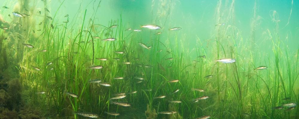 underwater photo of eelgrass meadow with juveline cod