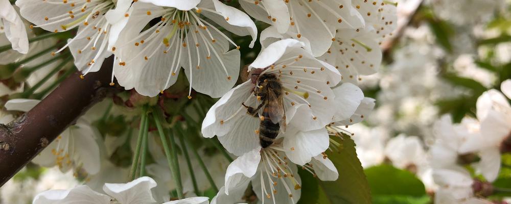 Bild på ett bi som pollinerar en körsbärsblomma