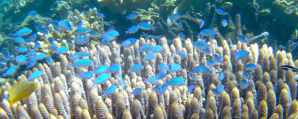 Bild på ett stim fiskar vid ett korallrev