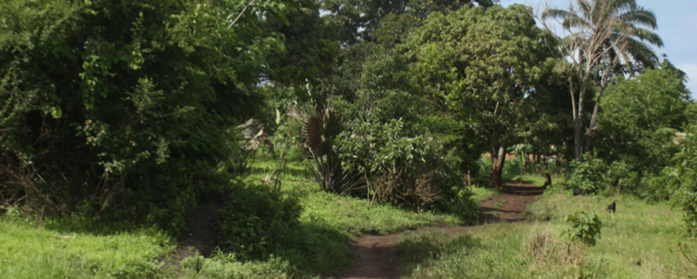 Photo of Tanzania woods