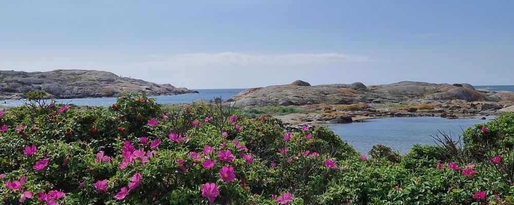 Photo of cliffs and the sea