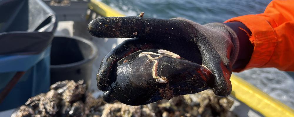 Mussla hålls upp i luften över flertal musslor som ligger i en båt ute tills havs