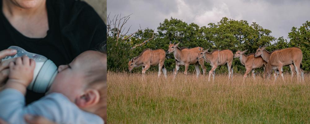 Focusing on sugar molecules in breast milk, known as milk oligosaccharides, Daniel Bojar and his team aim to study samples from mammals such as the Greater Kudu, to unravel findings that can be used in glycobiology, breast milk research, and immunology.