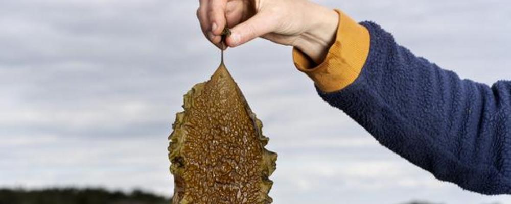 Hand som håller upp sockertång