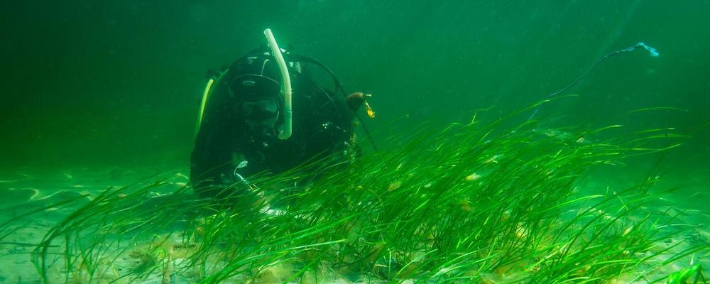 Diver and eelgrass