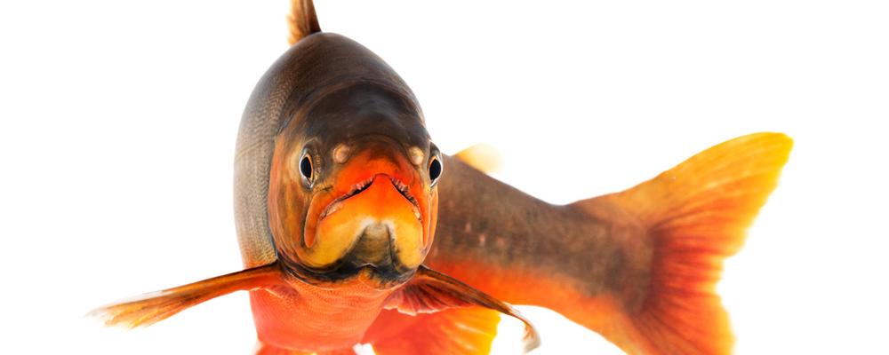 The national aquaculture conference is a meeting place for actors from all Sweden, such as farmers, researchers, authorities and interest groups. 