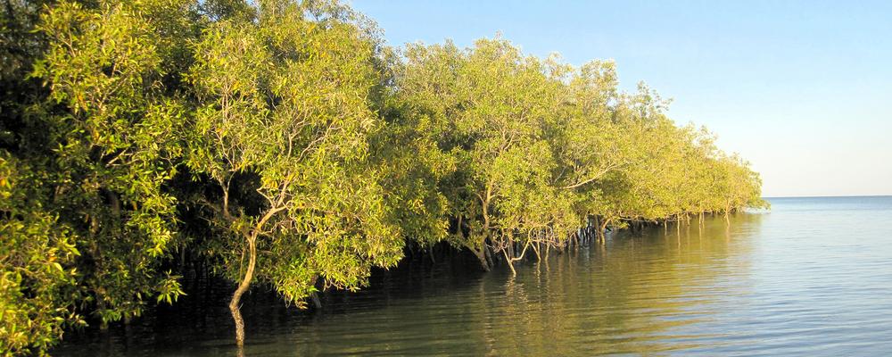 Bild på mangroveträd vid havet