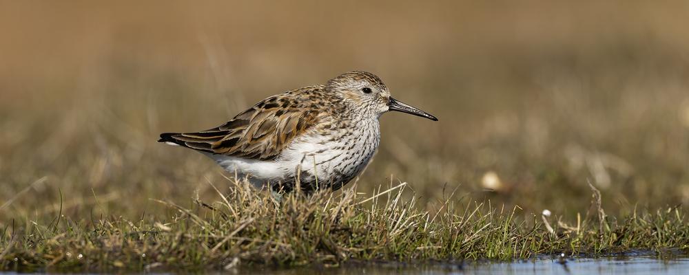 Vuxen hane av sydlig kärrsnäppa.