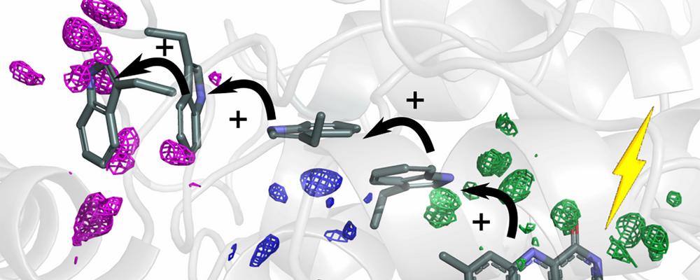 Illustration av hur elektroner flyttar sig i ett protein.