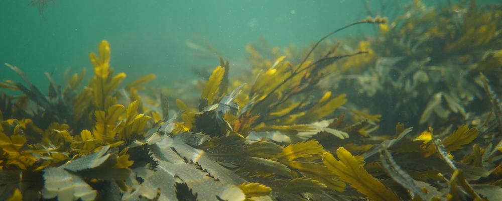 Seaweed under the water