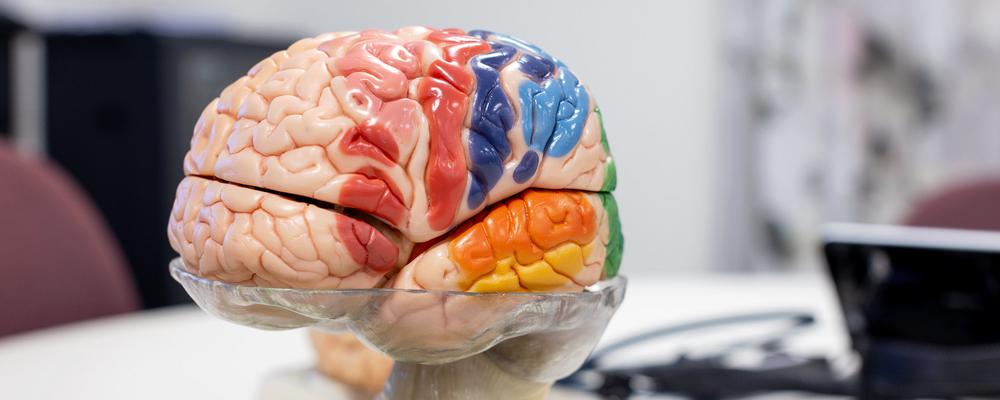 Photo of a plastic model brain