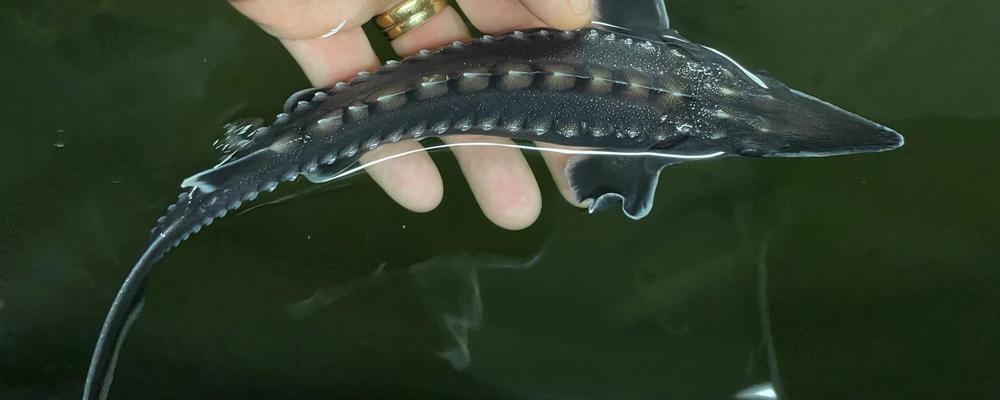 Hand som håller i en liten atlantstör i vattnet