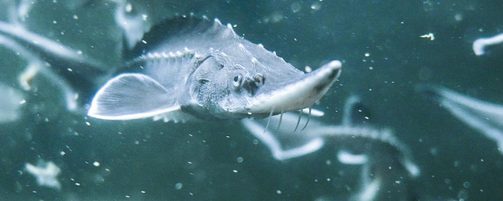 Atlantstör i vatten.