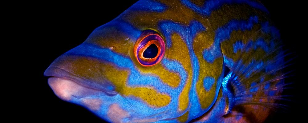 Huvud av den blåa fisken blågylta