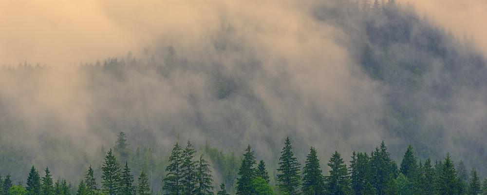 Dimma över tät granskog