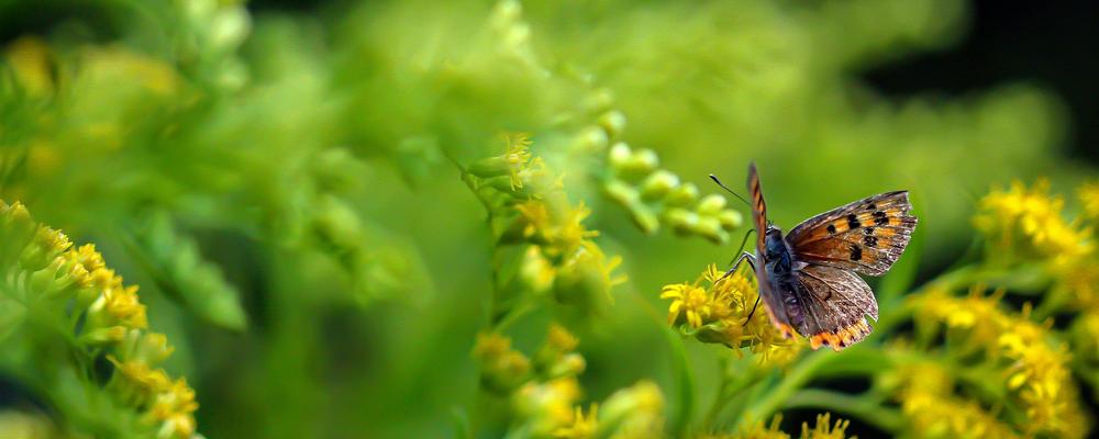 En fjäril på en blomma
