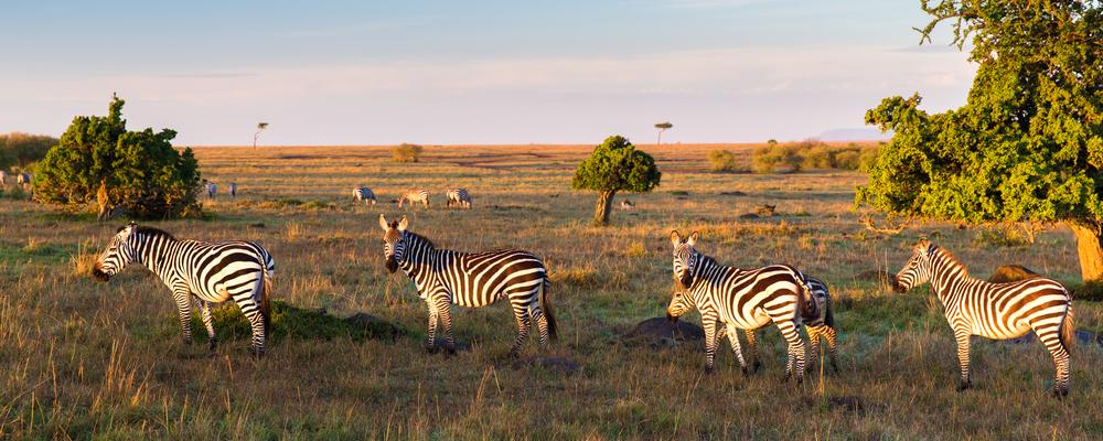 zebror på den afrikanska savannen