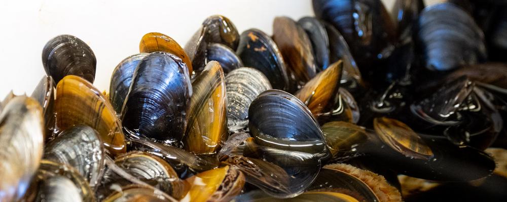 Blåmusslor