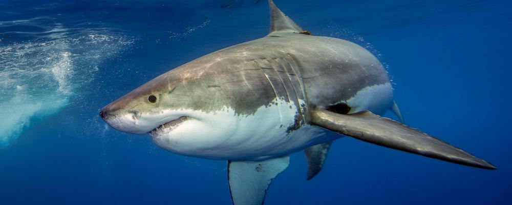 En vithaj som simmar i blått hav