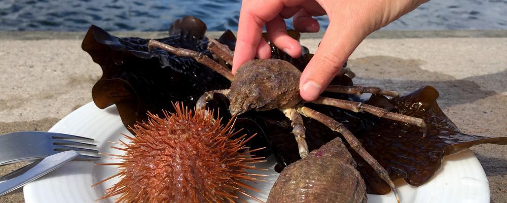 Fat me bland annat sjöborre och spindelkrabba.