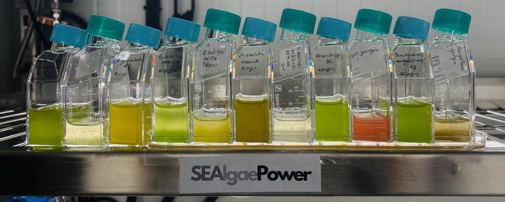 A line of test bottles with greenish fluids