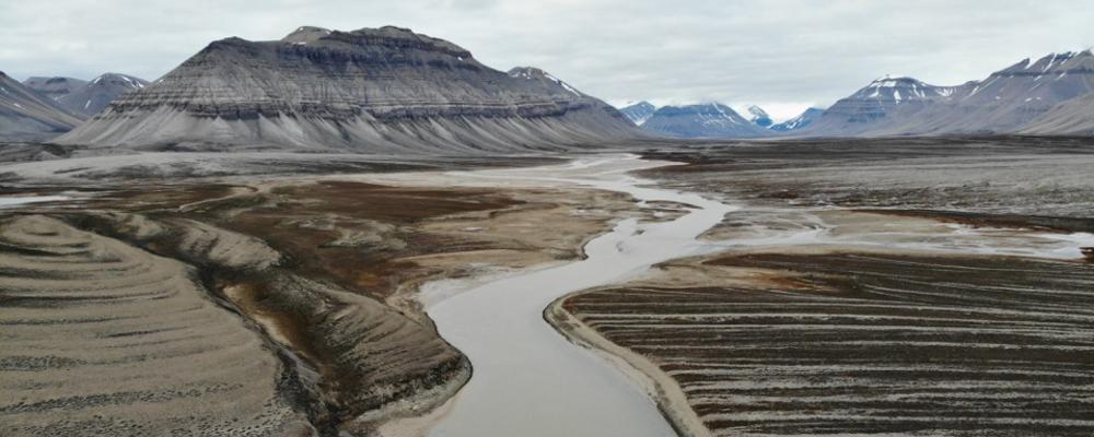 kustremsa med sten på Svalbard