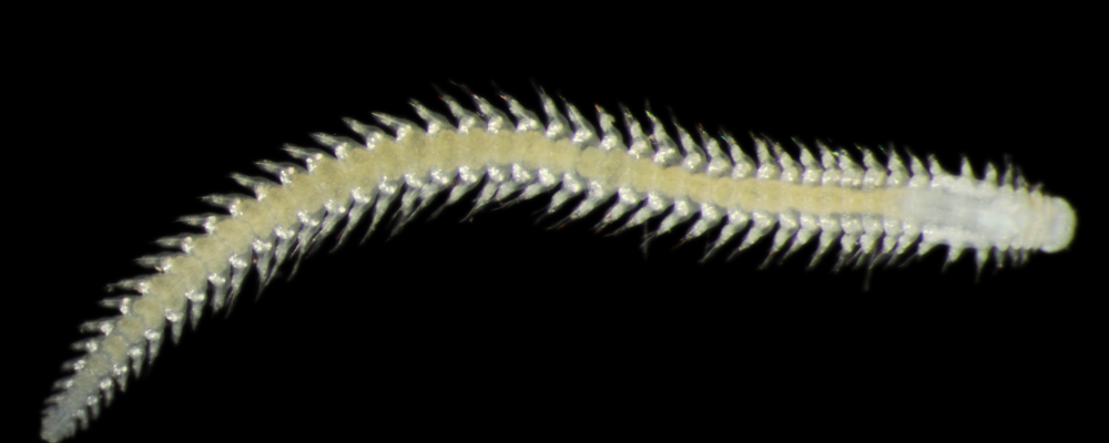Image of a white worm against a black background