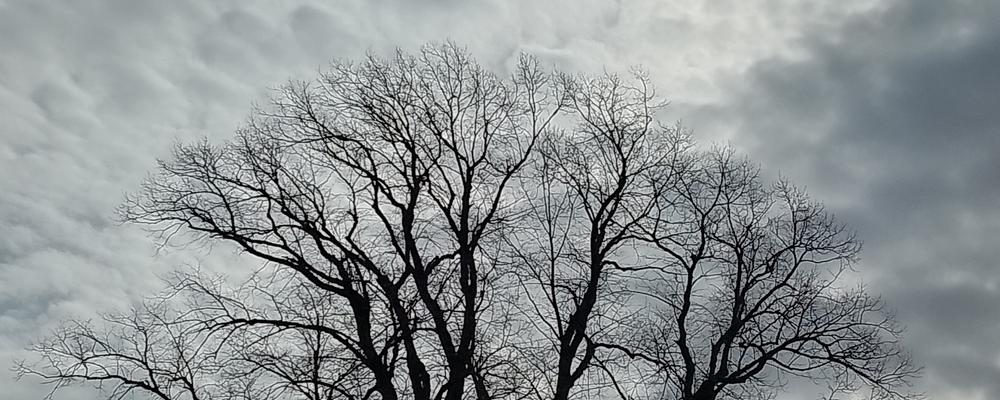 A leafless tree crown against a grey sky