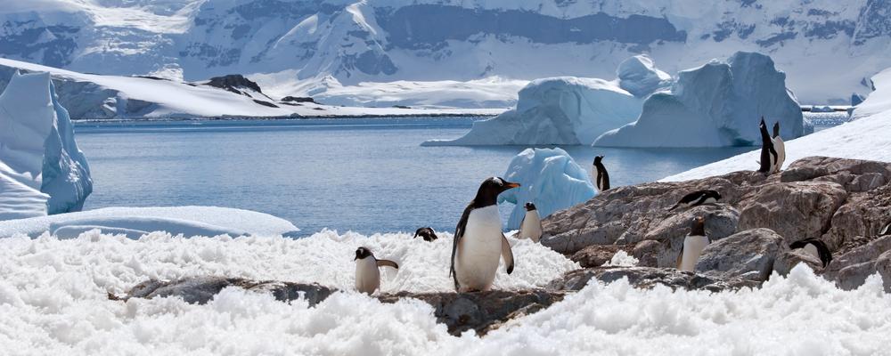 Pingviner i Antarktis