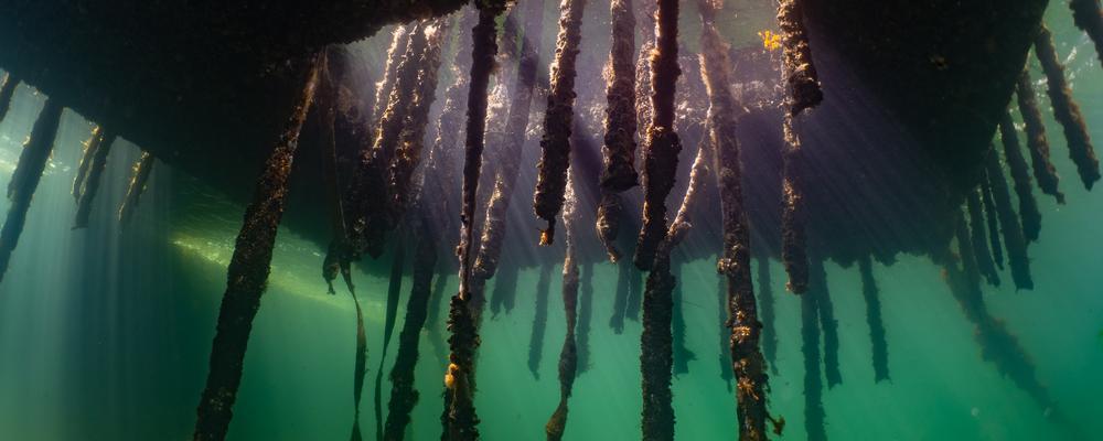 Marin kolonilott under ytan