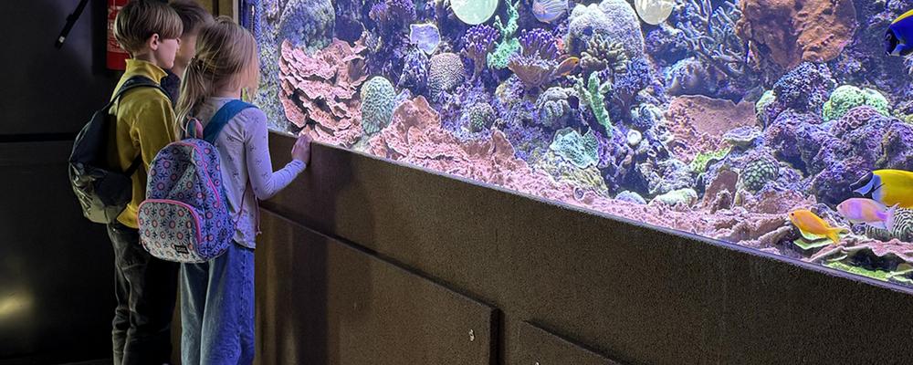 Barn framför akvarium