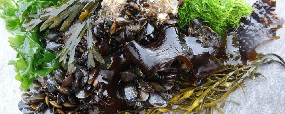 Tång, musslor och ostron på bord. 