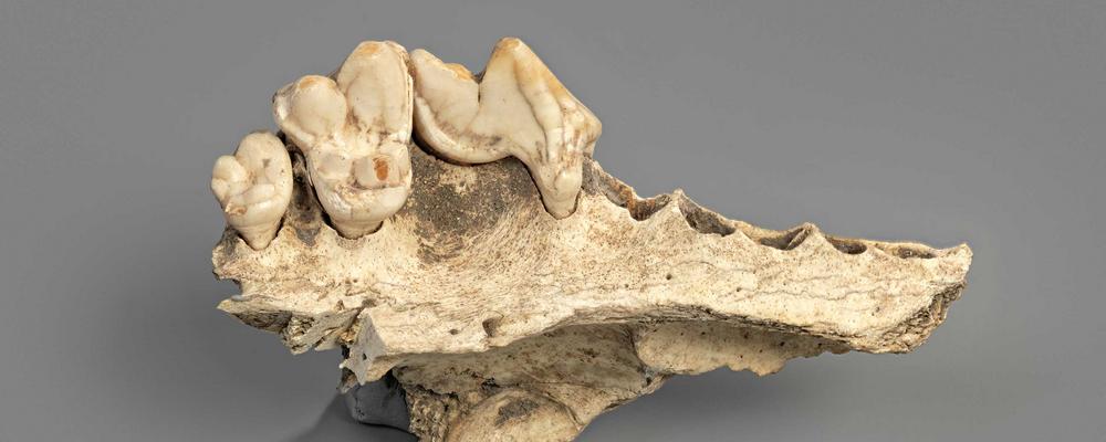 En käke, skelett, med några tänder kvar