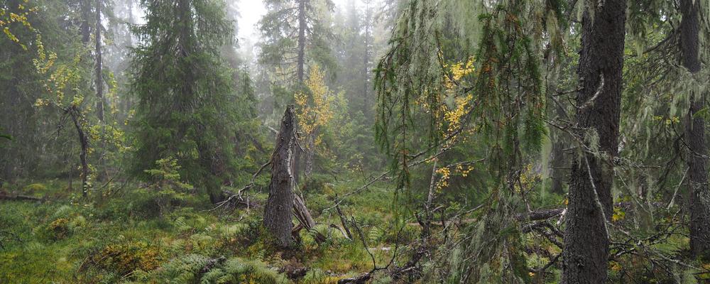 Bild på en lummig tät grön skog
