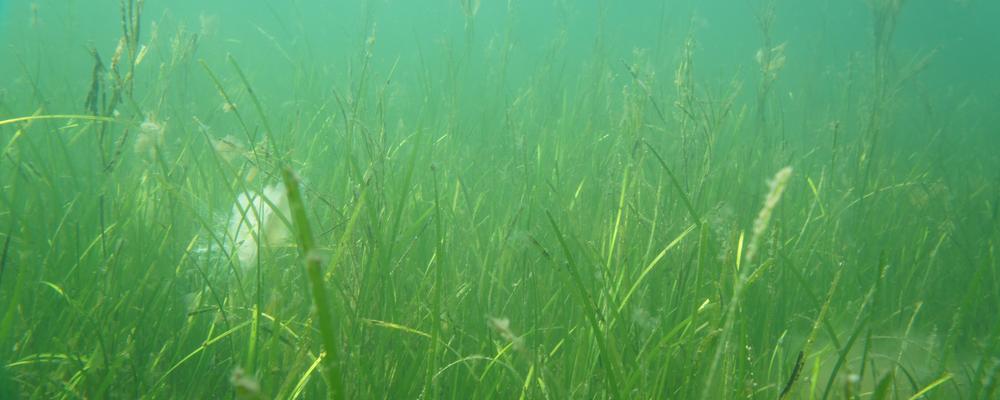 undervattensbild av ålgräsäng