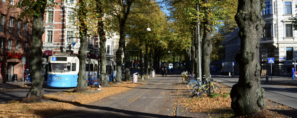 Photo of a blue tram on the streets of Gothenburg with large trees creating a highway for pedestrians and cyclists