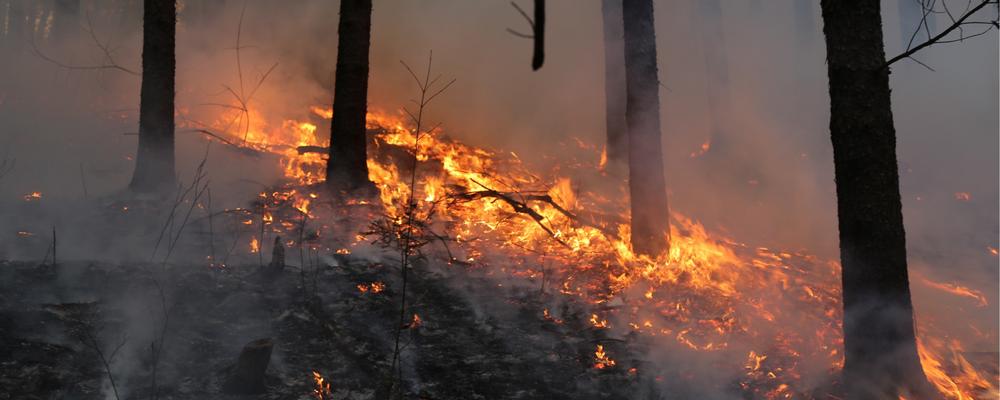 Bild på mark som brinner i en skogssluttning