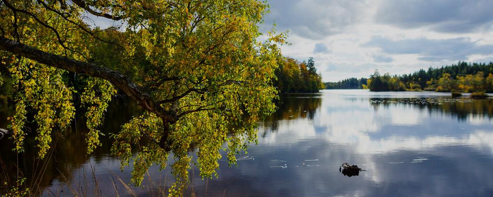 genrebild skog vid sjö i höstfärger